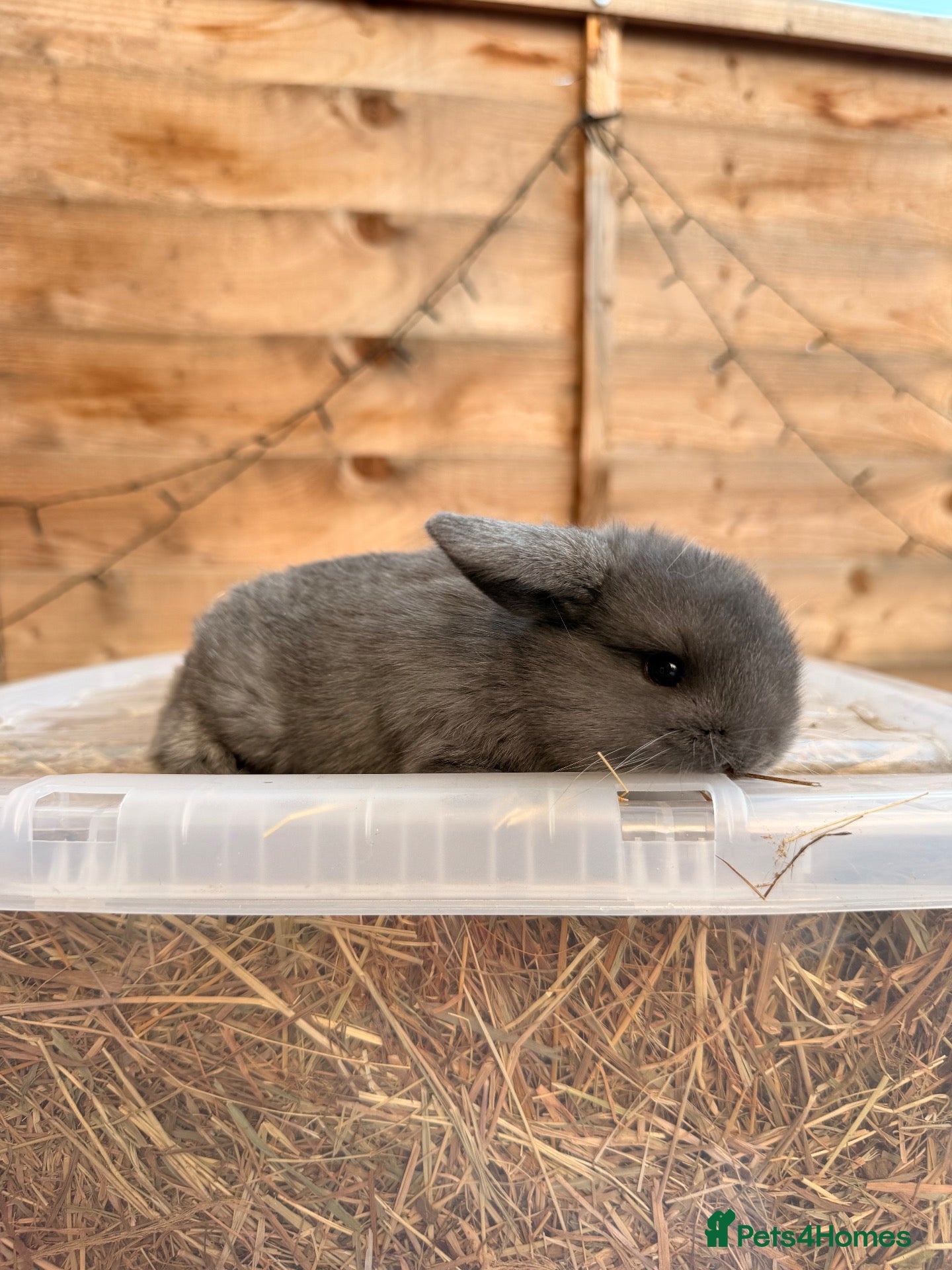 Mini Lop rabbits Mini Lop bunnies for sale - Advert 1