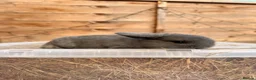 Mini Lop rabbits for sale: Mini Lop bunnies for sale - Advert 1