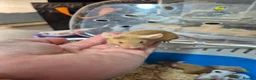 Mouse rodents for sale: Fancey Male and female mice - Advert 22