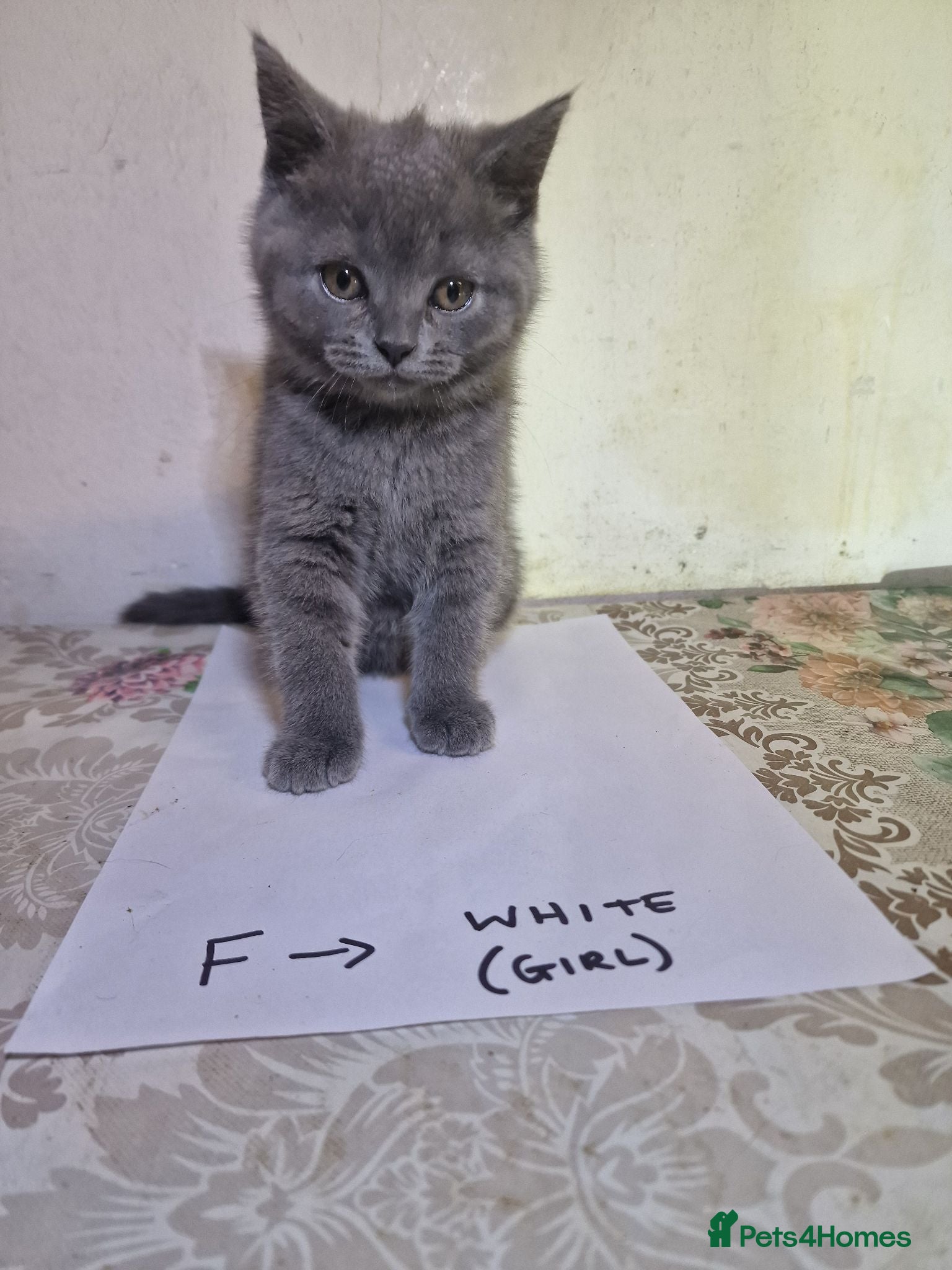 British Shorthair cats Pedigree british shorthair kitten - Advert 2