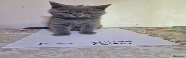 British Shorthair Kitten white