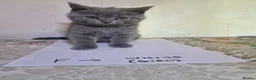 British Shorthair cats for sale: Premium Pedigree British Shorthair Kittens - Advert 2