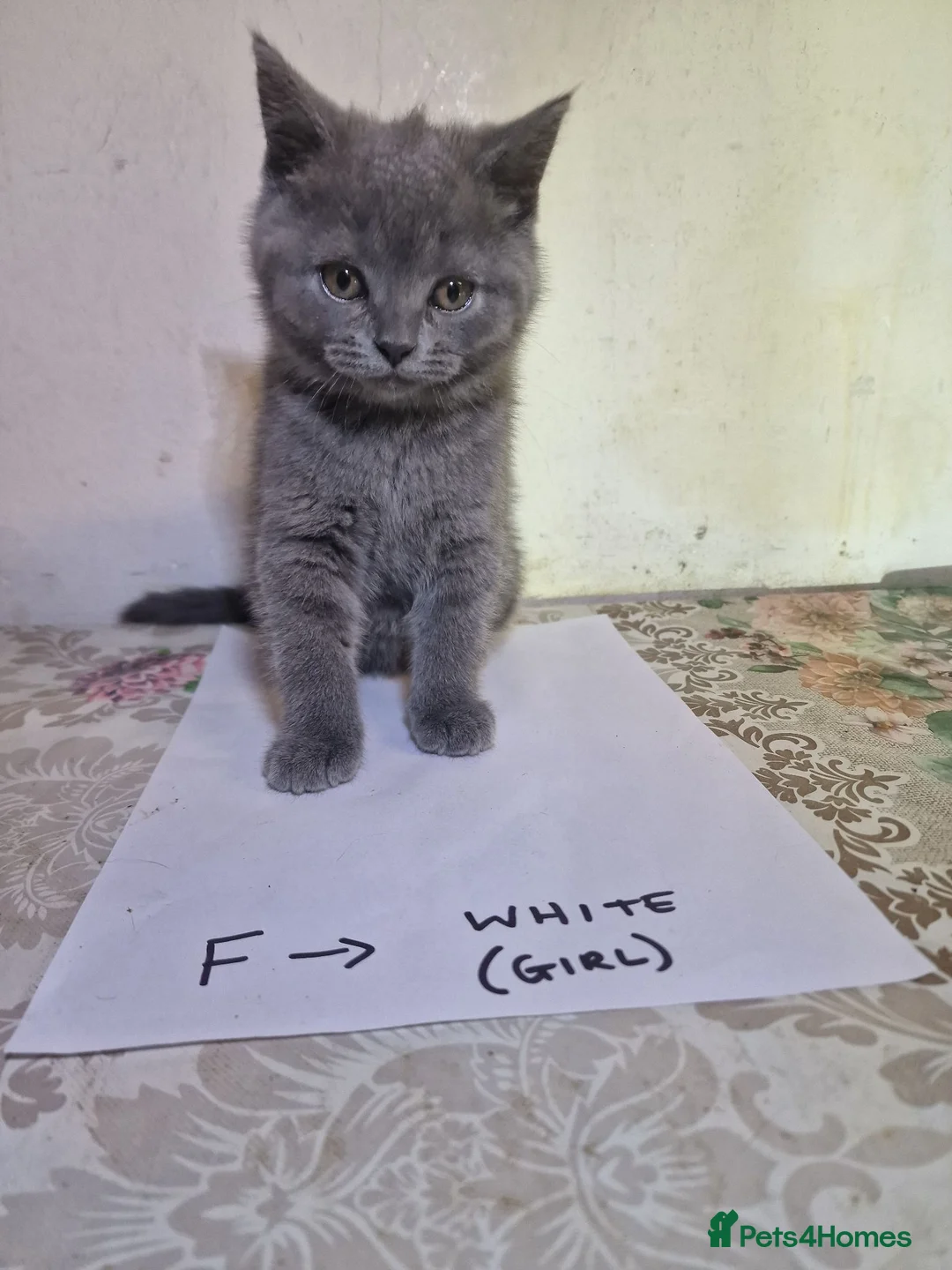 British Shorthair cats for sale: Premium Pedigree British Shorthair Kittens - Advert 2