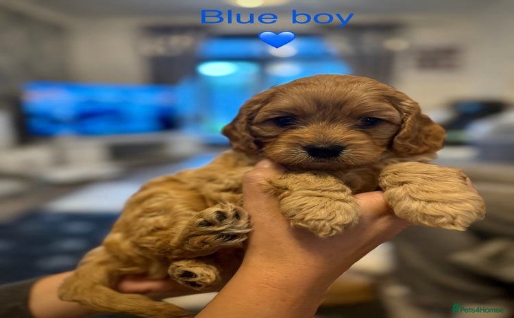 Cavapoo dogs - Advert 15