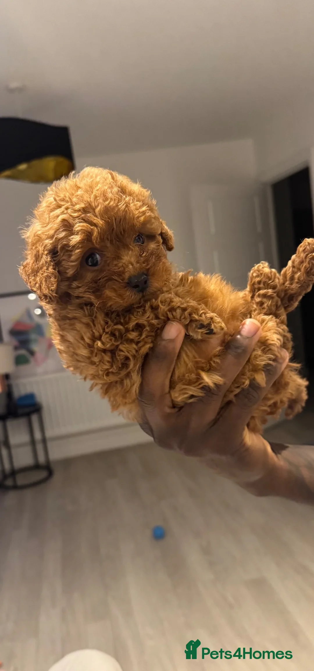 Maltipoo dogs for sale: Bailey in London - Advert 4