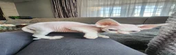 Devon Rex cats for sale: Two Devon Rex kittens for sale!!! - Advert 13
