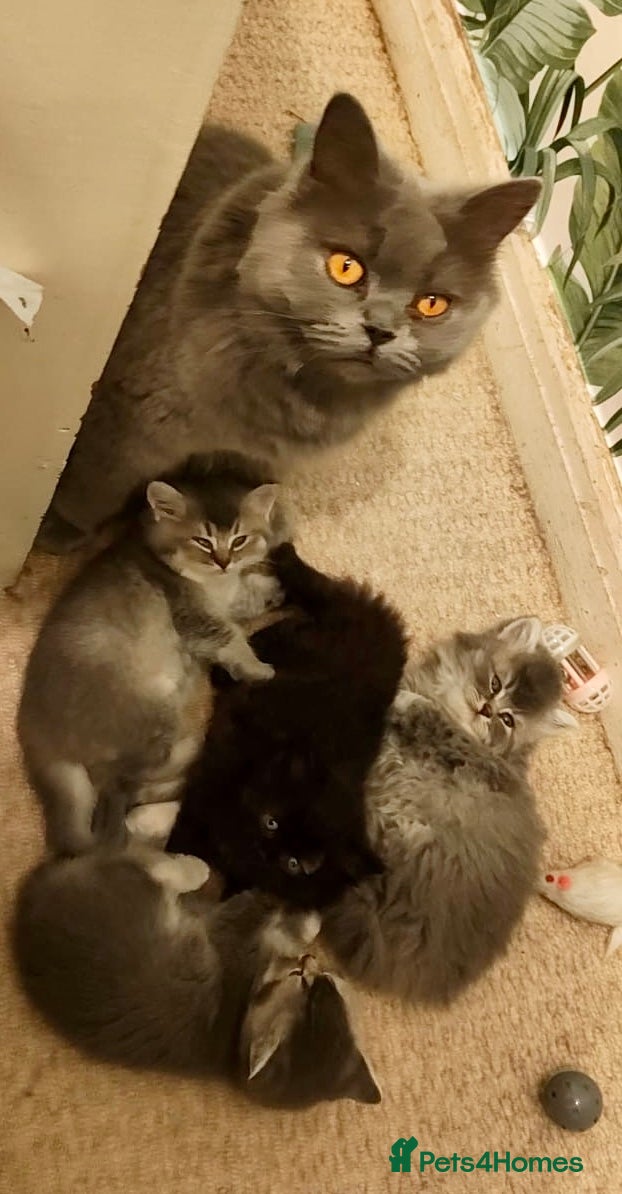 British Shorthair cats BRITISH SHORTHAIR KITTENS BOYS & GIRLS GCCF - Advert 1