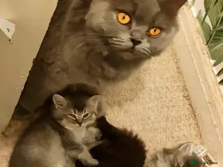 British Shorthair cats BRITISH SHORTHAIR KITTENS BOYS & GIRLS GCCF - Advert 1