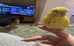 Budgerigars birds for sale: Hand reared Budgies’s  - Image 6