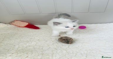 Ragdoll cats 💖Beautiful GCCF REG RAGDOLLS Champion Lines - Advert 9