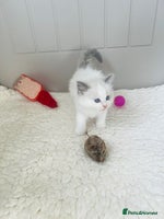 Ragdoll cats 💖Beautiful GCCF REG RAGDOLLS Champion Lines - Advert 4