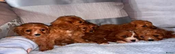 Cavapoo dogs for sale: Cavapoos  in Worcester - Advert 15