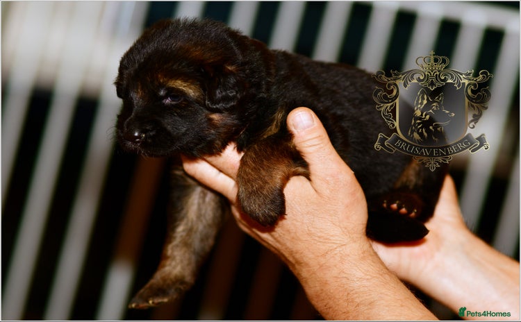 German Shepherd dogs - Advert 16
