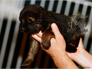 German Shepherd dogs - Advert 25