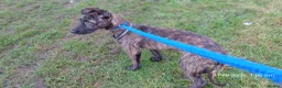 Lurcher dogs for sale: beautiful Lurcher Pup Friendly and gentle  in Knottingley - Advert 2