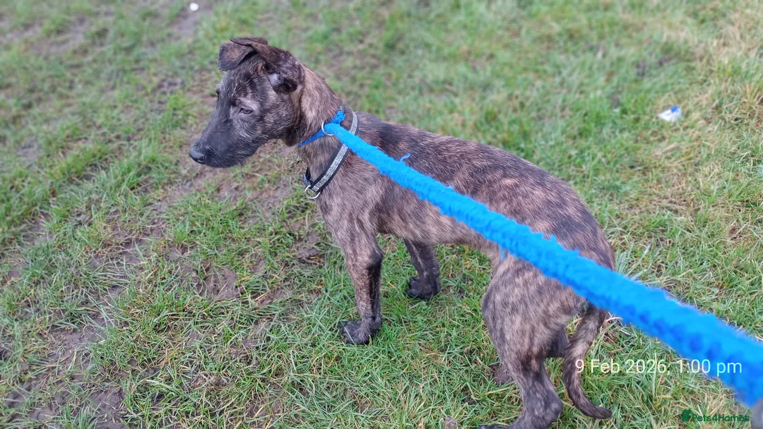 Lurcher dogs for sale: beautiful Lurcher Pup Friendly and gentle  in Knottingley - Advert 2