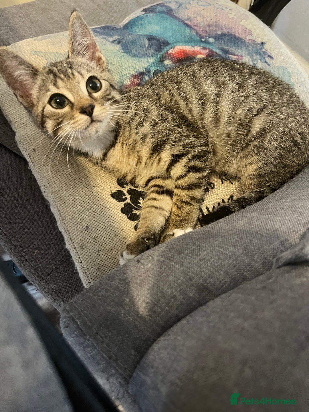 Mixed Breed cats for sale: Pixie bob mixed kittens - Image 18