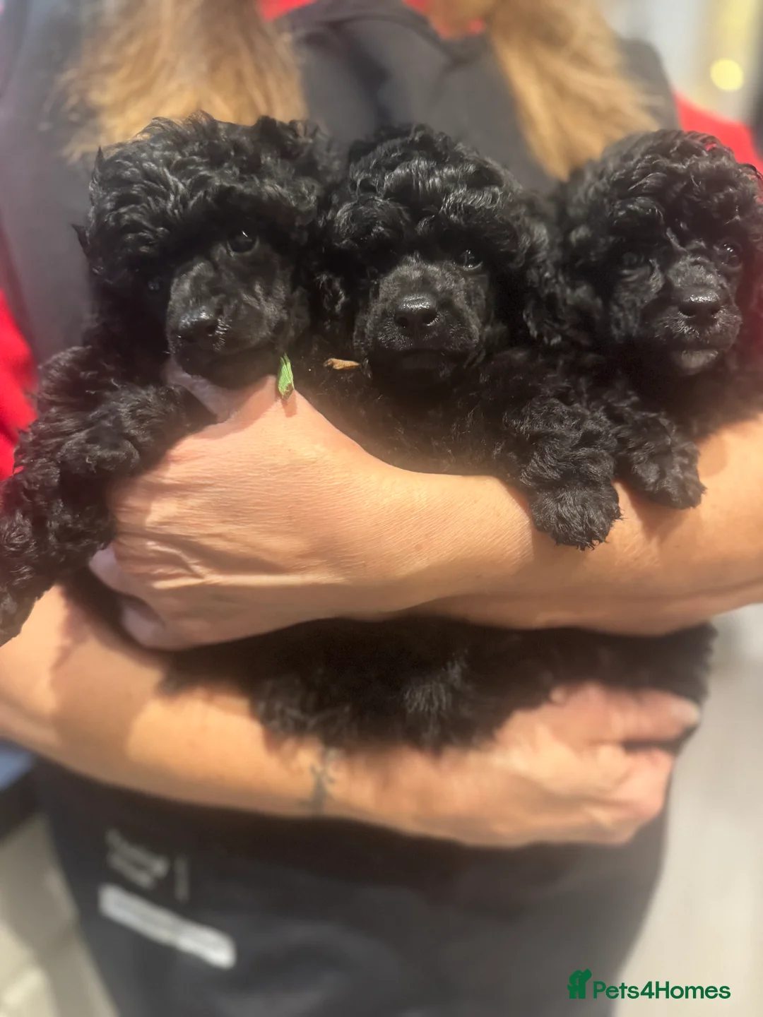 Toy Poodle dogs for sale: Kc registered Toy Poodle pure breed - Advert 1