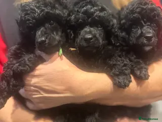 Toy Poodle dogs Kc registered Toy Poodle pure breed - Advert 3