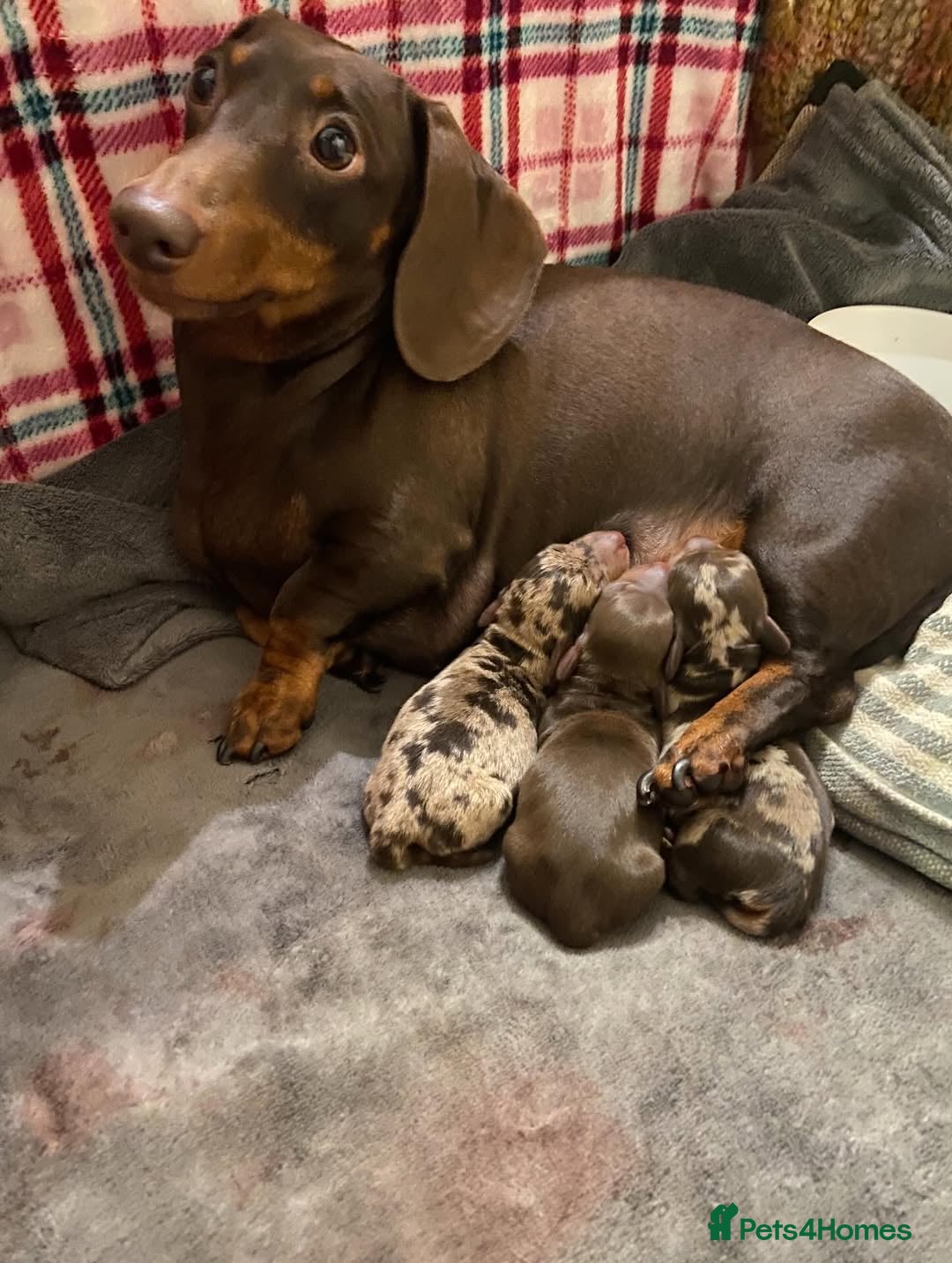 Miniature Dachshund dogs Adorable Miniature Dachshund Puppy - Chocolate  - Advert 7