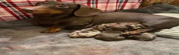 Miniature Dachshund dogs for sale: Adorable Miniature Dachshund Puppy - Chocolate  in London - Advert 1