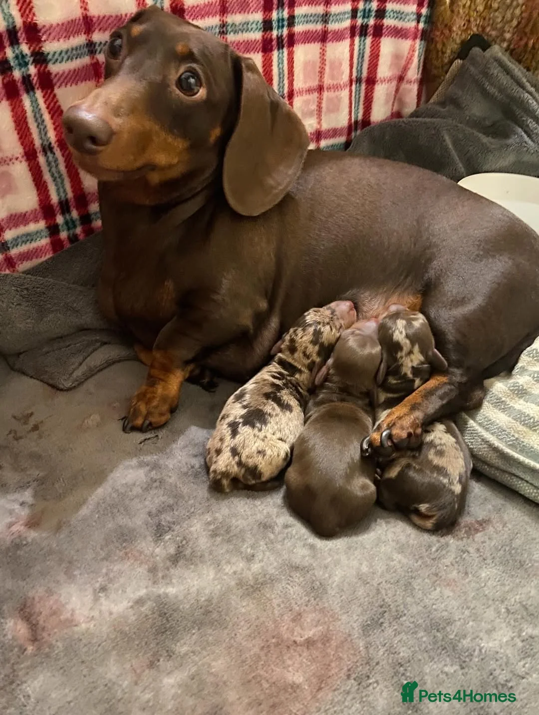 Miniature Dachshund dogs for sale: Adorable Miniature Dachshund Puppy - Chocolate  in London - Advert 1