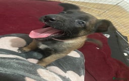 Belgian Shepherd Dog dogs for sale: Belgian Malinois - Image 6