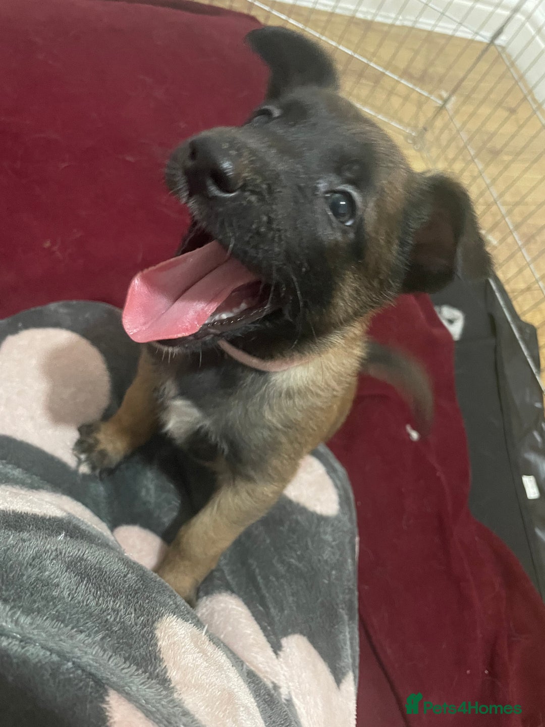 Belgian Shepherd Dog dogs for sale: Belgian Malinois - Image 6