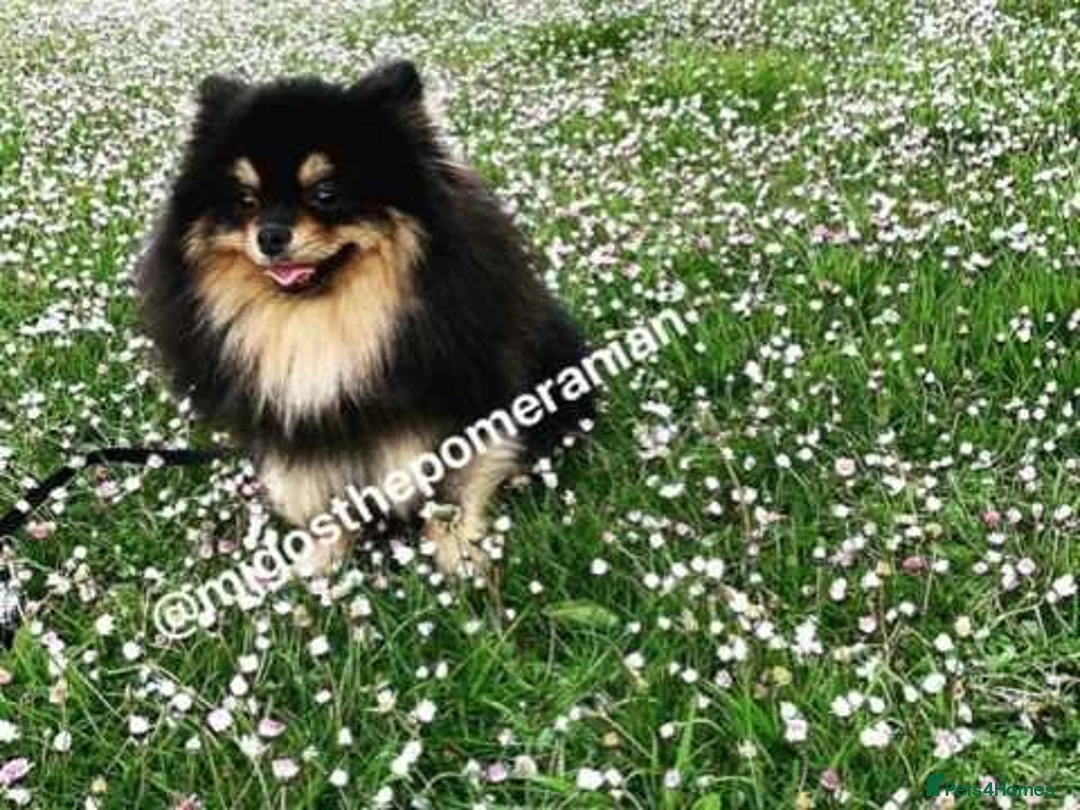 Pomeranian dogs for stud: Well Proven Stunning Black and Tan Pomeranian Stud in Ebbw Vale - Advert 8