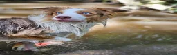 Border Collie dogs for stud: Stunning Blue Eyed Red Merle BorderCollie for Stud - Advert 7