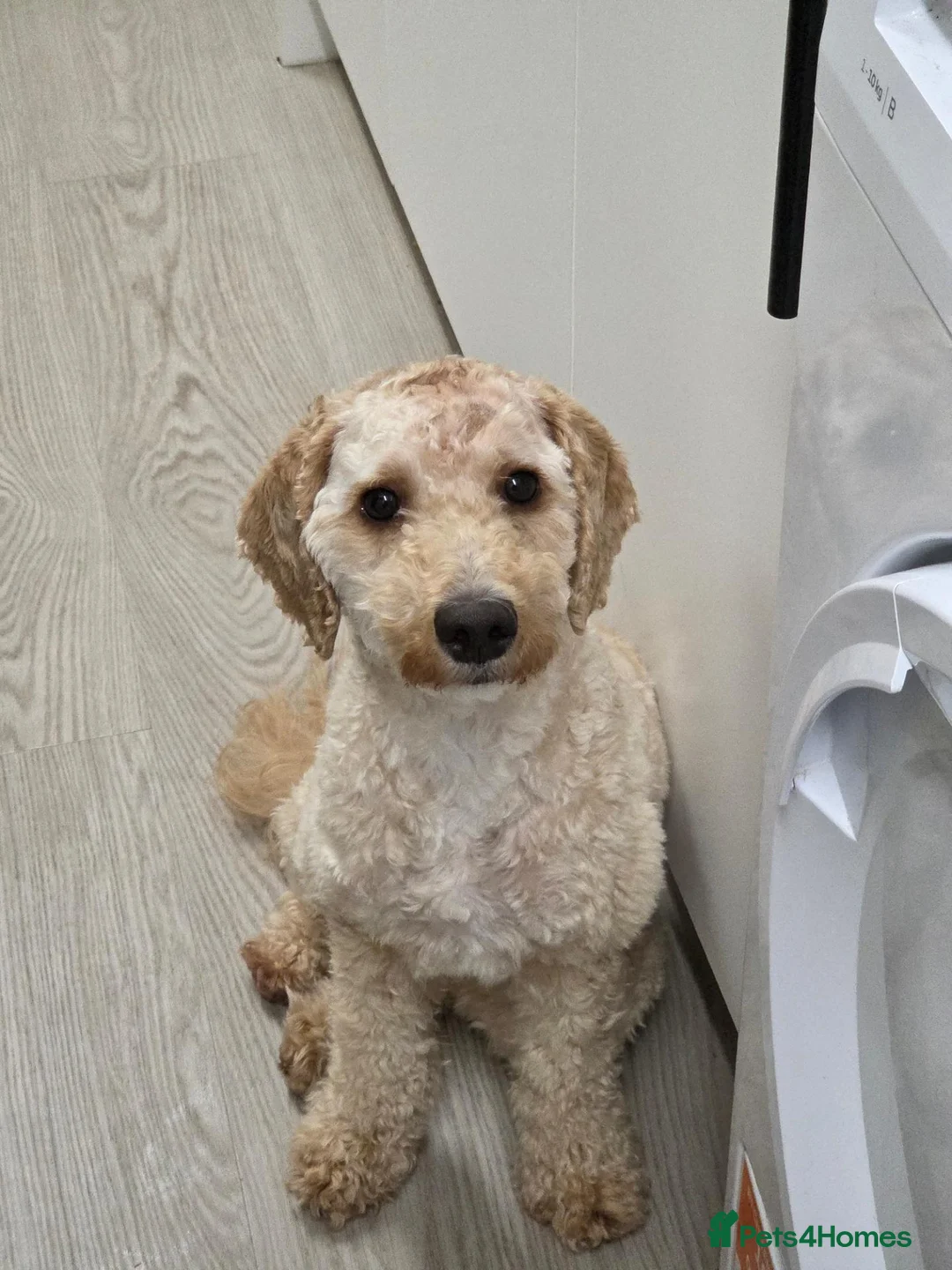 Cockapoo dogs for sale: Cockapoo girl 10 months old - Advert 3