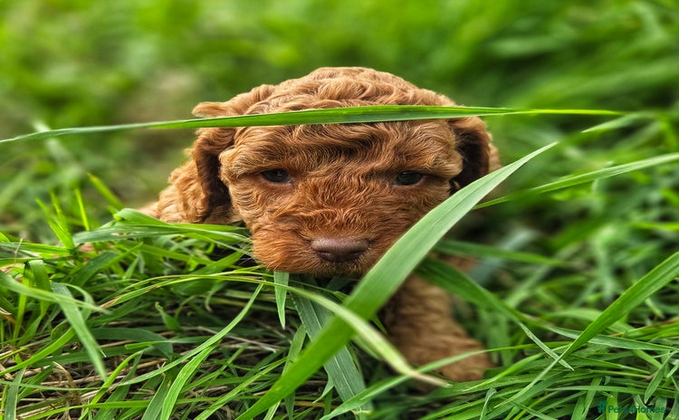 Miniature Poodle dogs - Advert 10