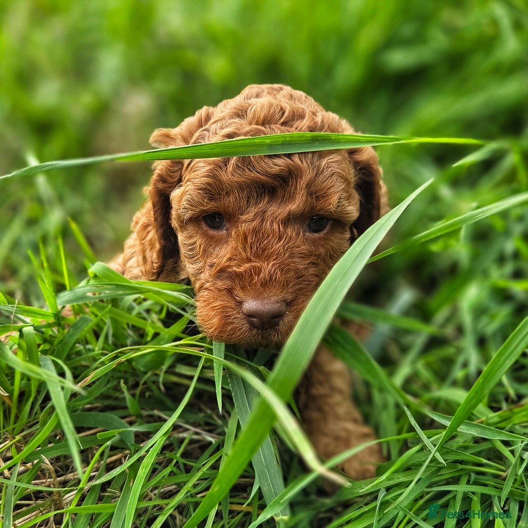 Miniature Poodle dogs for sale: Minature Poodles  - Image 1