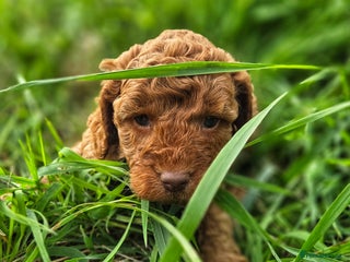 Miniature Poodle dogs - Advert 3