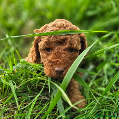 Miniature Poodle dogs - Advert 4