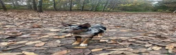 Australian Kelpie dogs for adoption: Binky - Advert 3