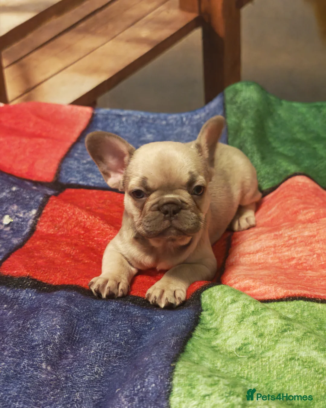 French Bulldog dogs for sale: 4 french bulldog female puppys - Advert 3