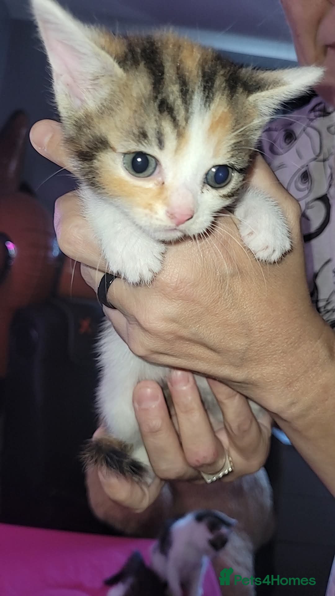 Mixed Breed cats for sale: Kittens ready for new homes  - Image 7