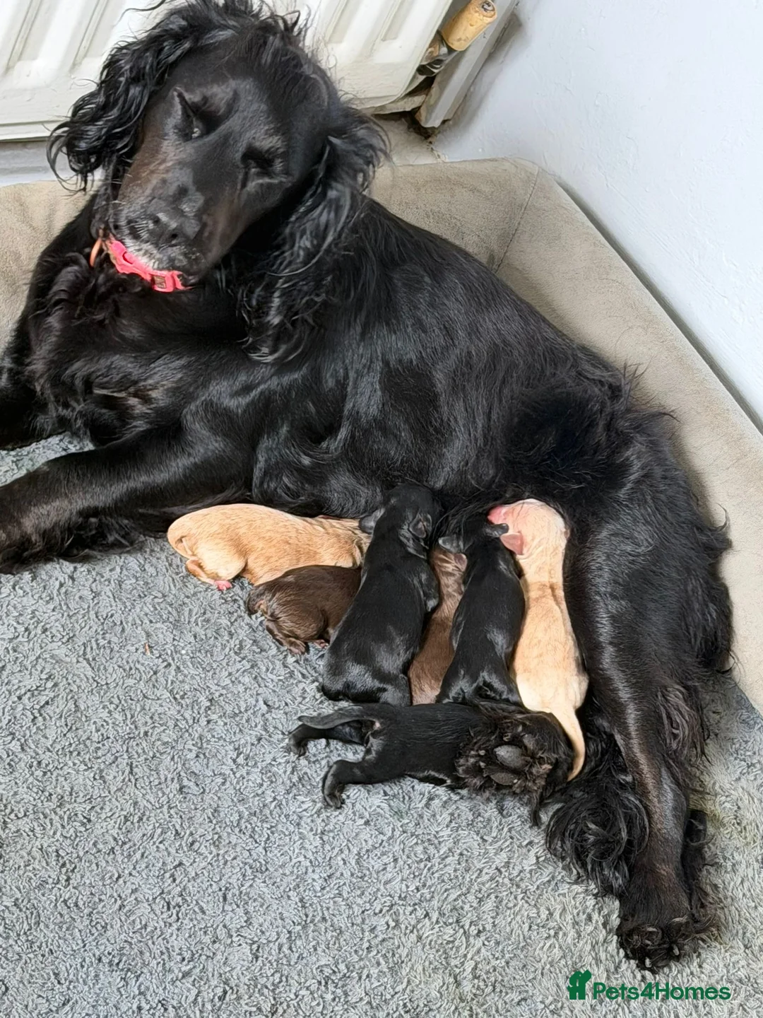 Cockapoo dogs for sale: Beautiful F1 cockapoo puppies - Advert 26