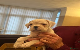 Boxer dogs for sale: Bobtail Boy from Health Tested Parents  - Image 2