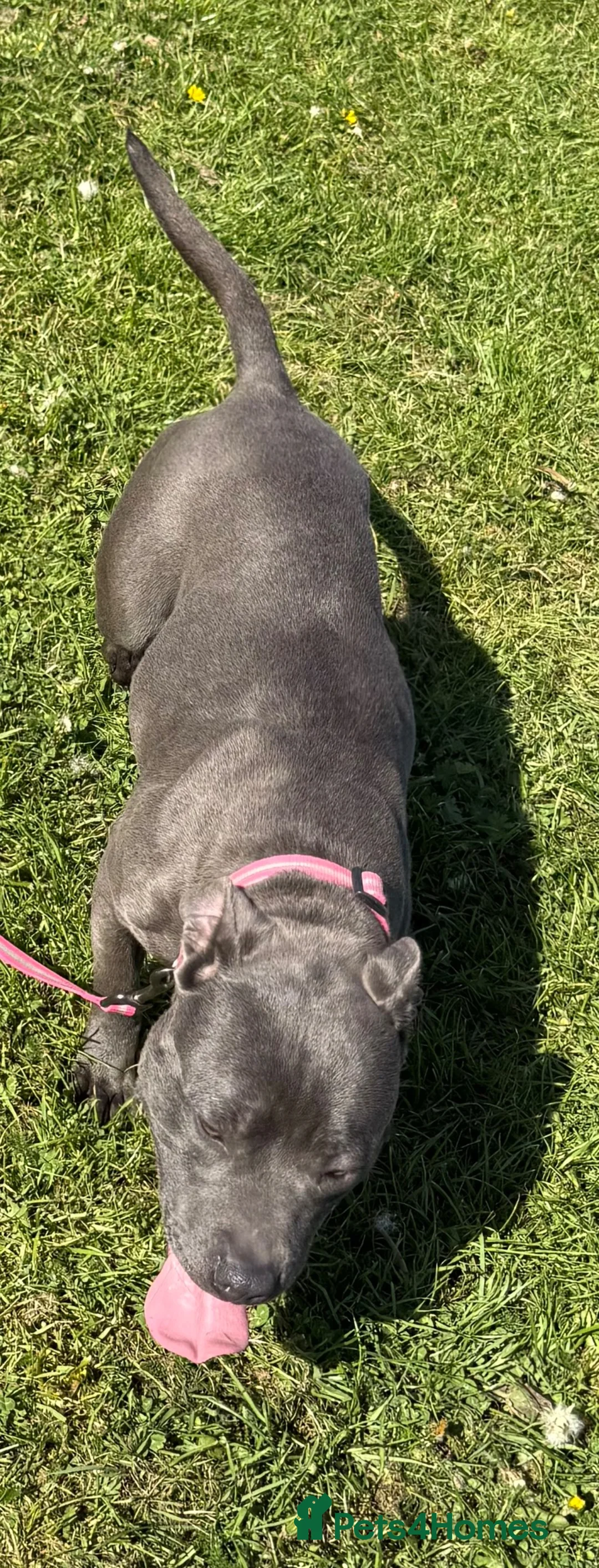 Staffordshire Bull Terrier dogs for sale: 1.5 year old beautiful  female blue  staffy in Newark - Advert 5