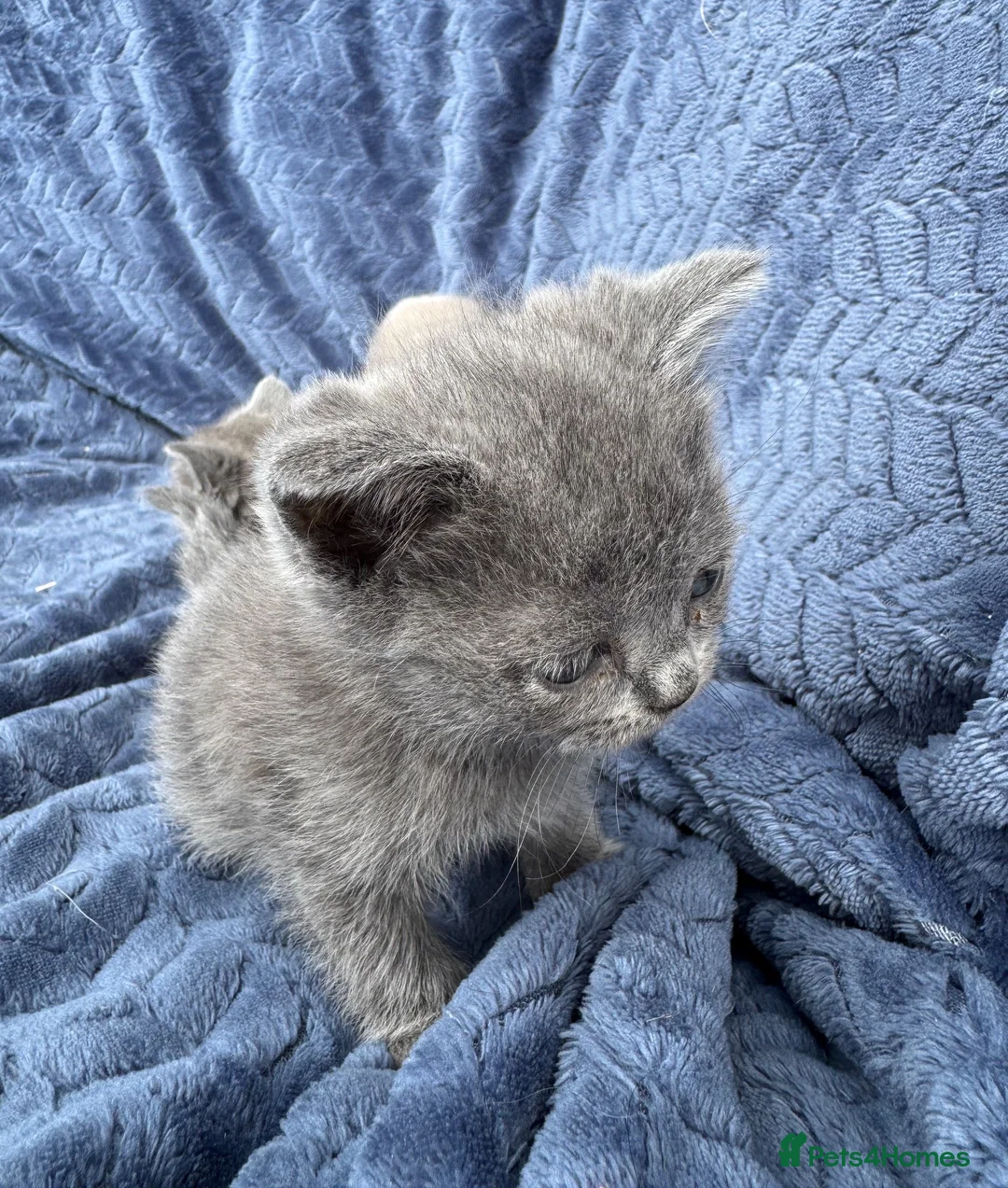 Scottish Fold cats for sale: Scottish fold/straight kittens for sale - Advert 2