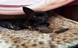 Chihuahua dogs for sale: Rare Grey & White Beauty with Blue-Toned Eyes  - Image 8