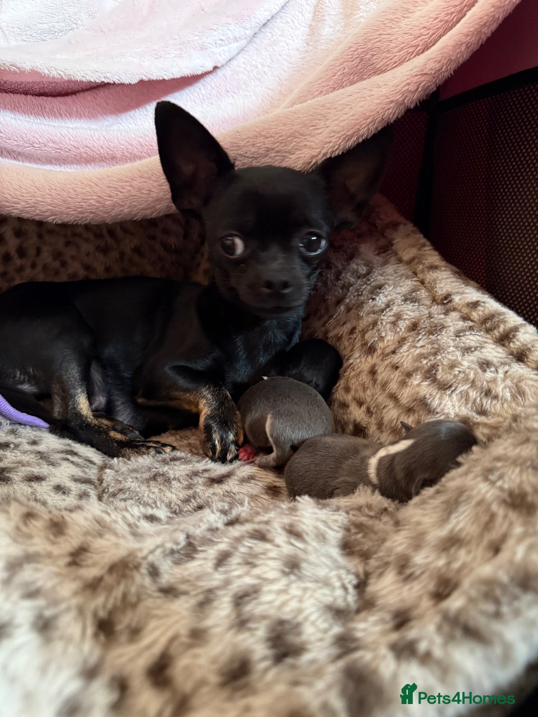 Chihuahua dogs for sale: Rare Grey & White Beauty with Blue-Toned Eyes  - Image 8
