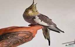 Cockatiels birds for sale: Young Cockatiels available - Image 4