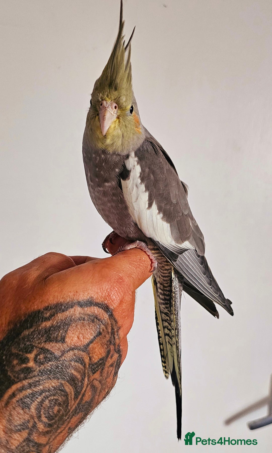 Cockatiels birds for sale: Young Cockatiels available - Image 4