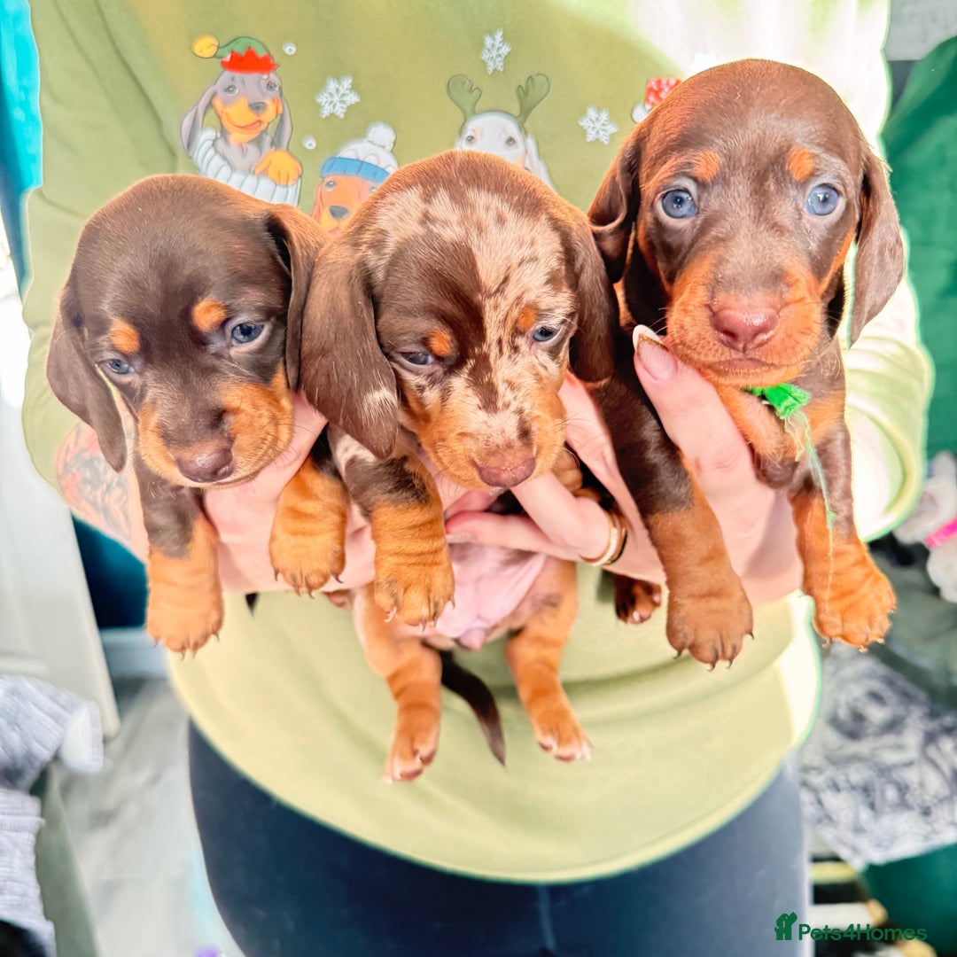 Miniature Dachshund dogs for sale: 6 KC registered miniature dachshund pupps  - Advert 18