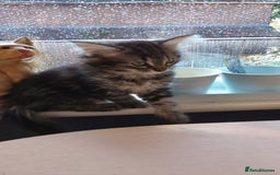 Mixed Breed cats for sale: Norwegian forest/black Bengal  - Image 2