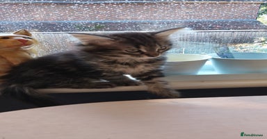 Mixed Breed cats - Advert 8
