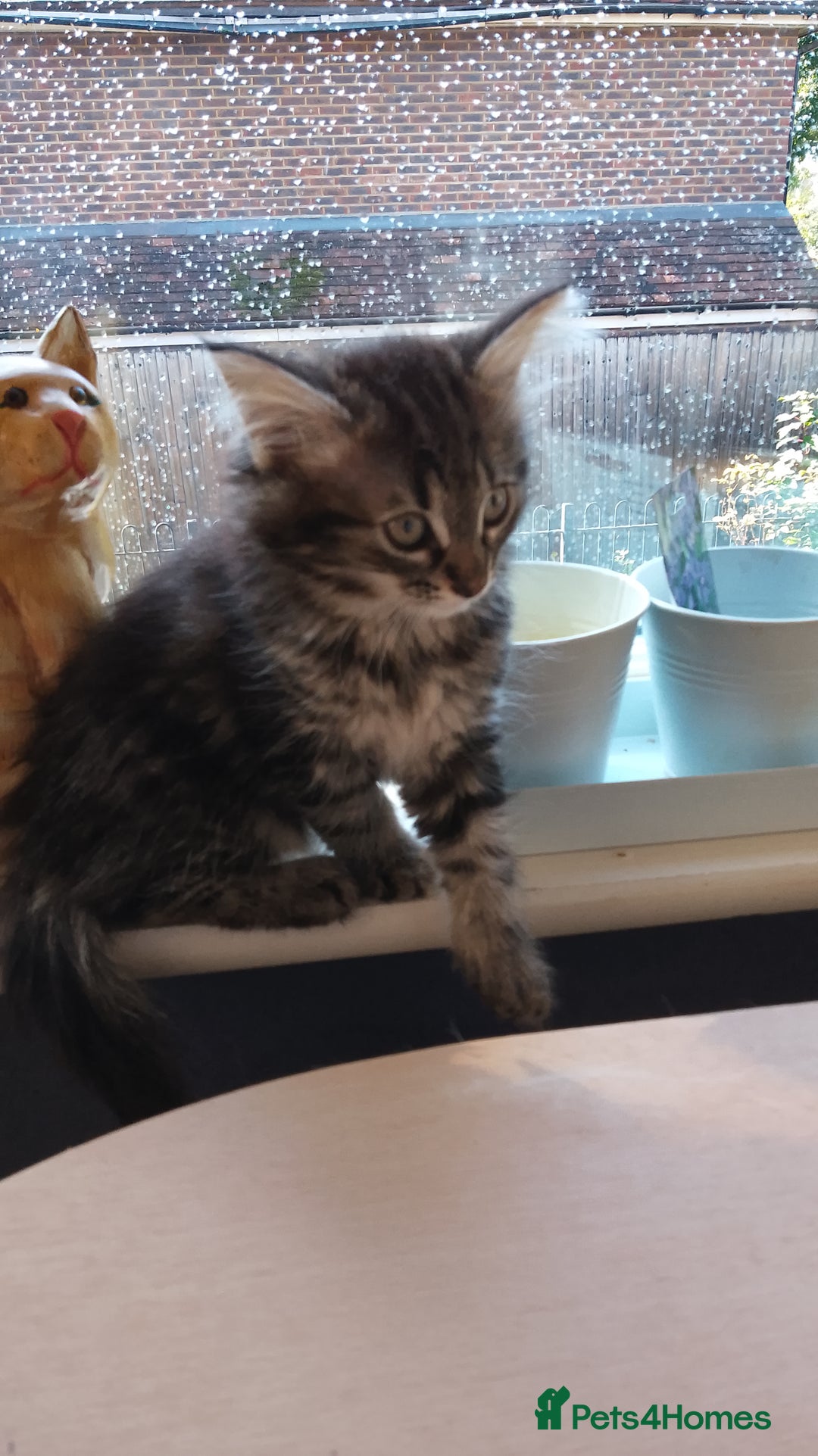 Mixed Breed cats for sale: Norwegian forest/black Bengal  - Image 2
